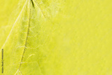 preview original