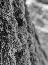 preview bw