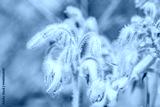 preview cold