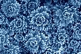 preview cold