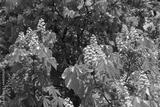 preview bw