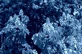 preview cold