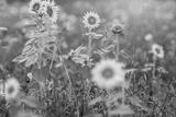 preview bw
