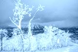 preview cold