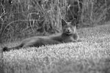 preview bw