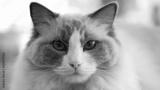 preview bw