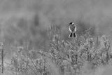 preview bw