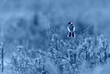 preview cold