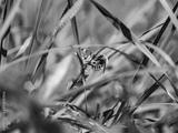 preview bw