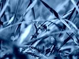 preview cold