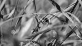 preview bw