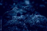 preview cold