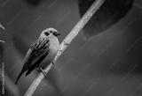 preview bw