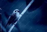 preview cold