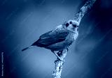 preview cold