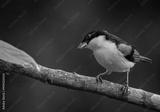preview bw