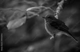 preview bw