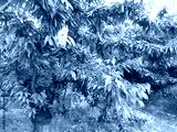 preview cold
