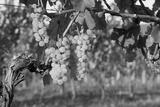 preview bw