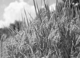 preview bw