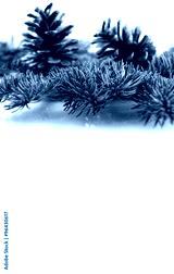 preview cold