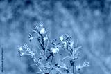 preview cold