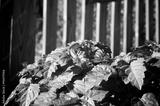preview bw