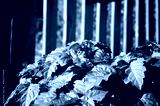 preview cold