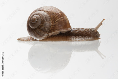 image to crop