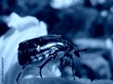preview cold