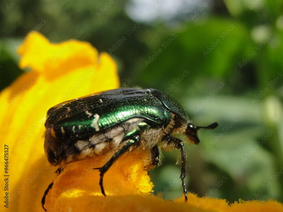 image to crop