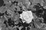 preview bw
