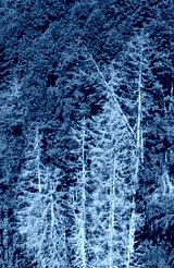 preview cold