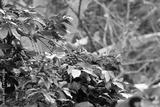 preview bw