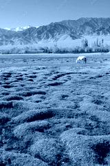 preview cold