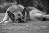preview bw
