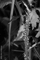 preview bw