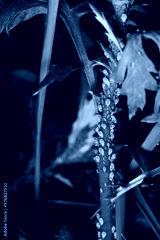 preview cold