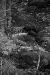 preview bw