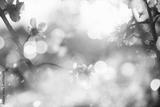 preview bw