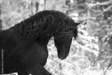 preview bw