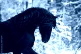preview cold