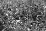 preview bw