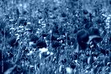 preview cold