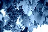 preview cold