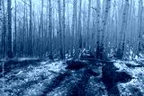preview cold