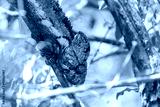 preview cold
