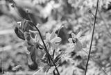 preview bw