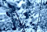 preview cold