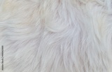 preview original